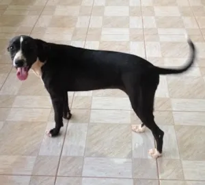 Cachorro raça SRD idade 7 a 11 meses nome Chiara