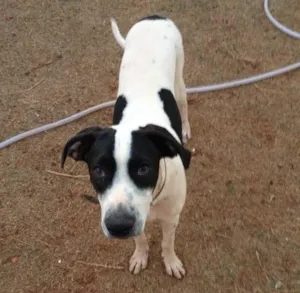 Cachorro raça SRD idade 7 a 11 meses nome Péti