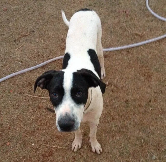 Cachorro ra a SRD idade 7 a 11 meses nome Péti