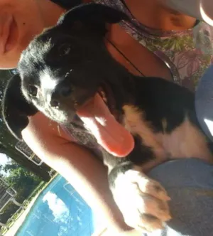 Cachorro raça SRD idade 2 a 6 meses nome Dean