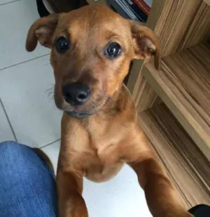 Cachorro raça SRD idade 2 a 6 meses nome Melancia