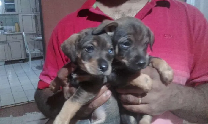 Cachorro ra a Virá lata idade Abaixo de 2 meses nome Scoobi
