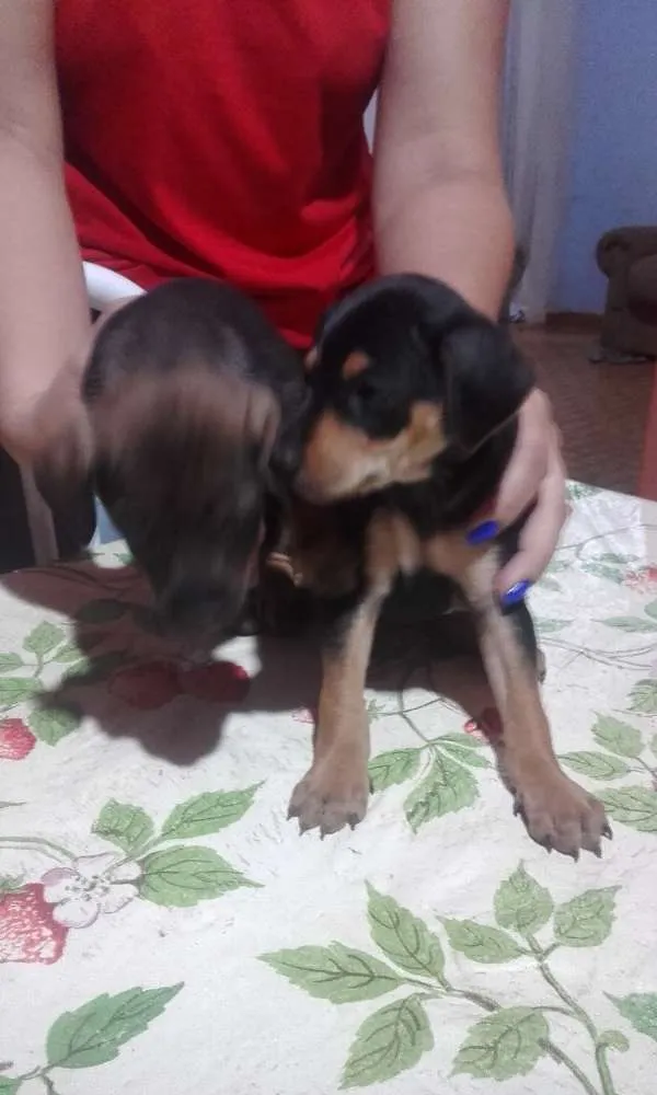 Cachorro ra a Virá lata idade Abaixo de 2 meses nome Scoobi