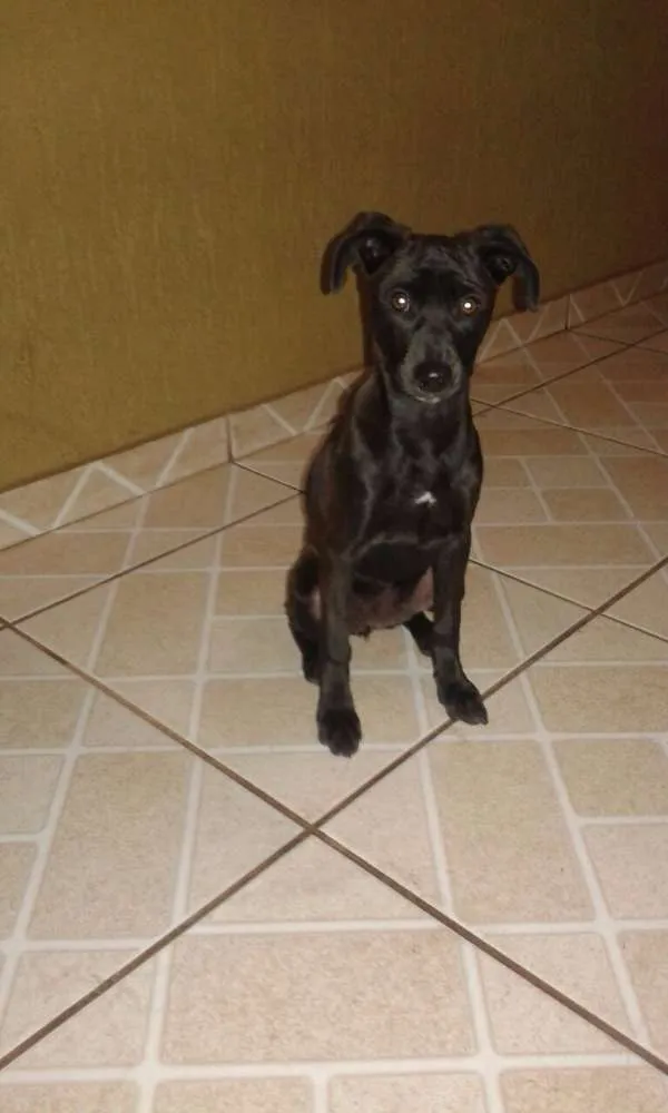 Cachorro ra a ndf idade 2 a 6 meses nome dana