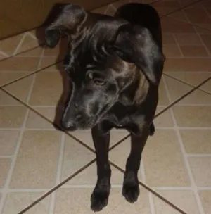 Cachorro raça ndf idade 2 a 6 meses nome dana