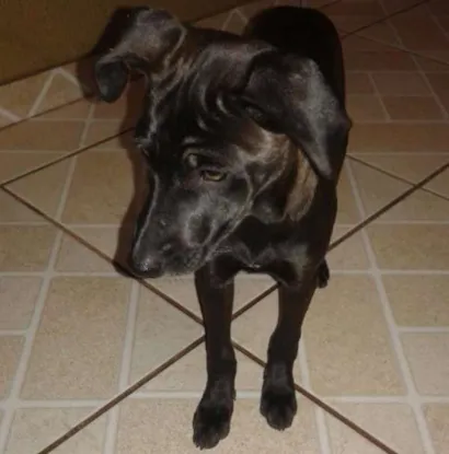 Cachorro raça ndf idade 2 a 6 meses nome dana