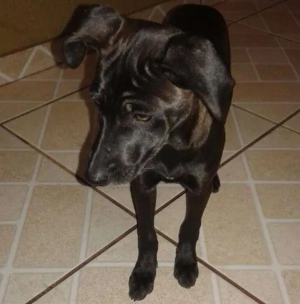 Cachorro ra a ndf idade 2 a 6 meses nome dana