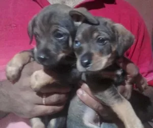 Cachorro raça Virá lata idade Abaixo de 2 meses nome Scoobi