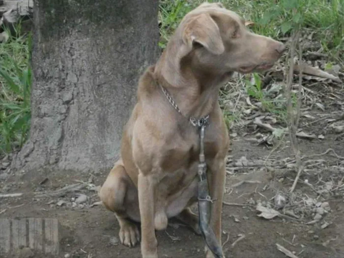 Cachorro ra a Mestiço Labrador idade 6 ou mais anos nome Boby