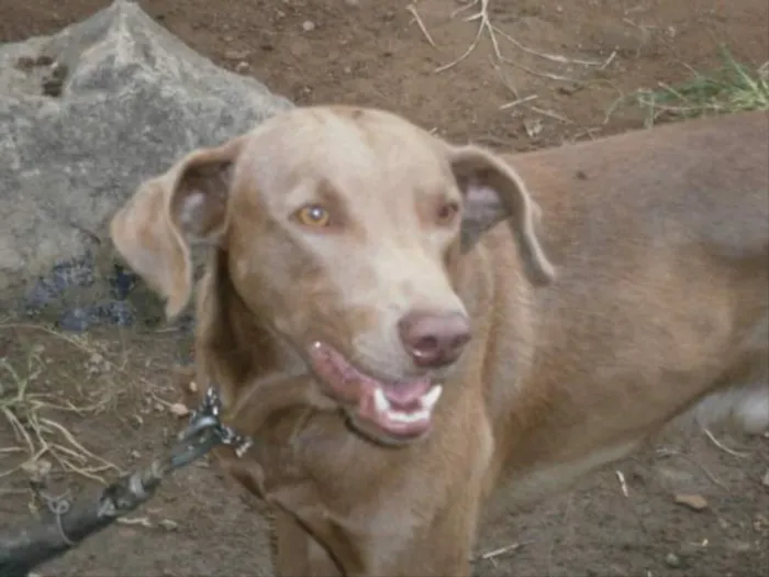 Cachorro ra a Mestiço Labrador idade 6 ou mais anos nome Boby