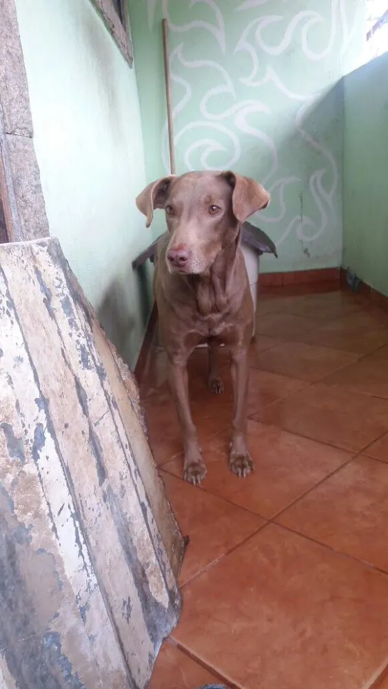 Cachorro ra a Mestiço Labrador idade 6 ou mais anos nome Boby