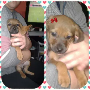 Cachorro raça Srd idade  nome Lunna