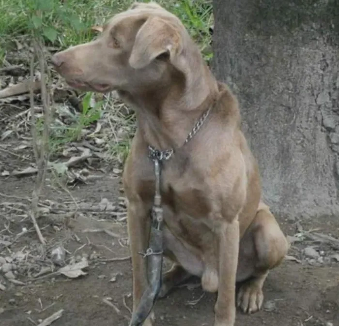 Cachorro ra a Mestiço Labrador idade 6 ou mais anos nome Boby
