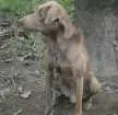 Cachorro raça Mestiço Labrador idade 6 ou mais anos nome Boby