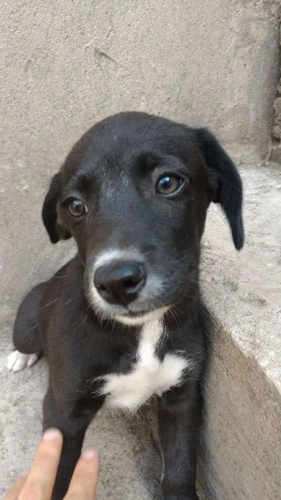 Cachorro ra a srd idade 2 a 6 meses nome sem nome
