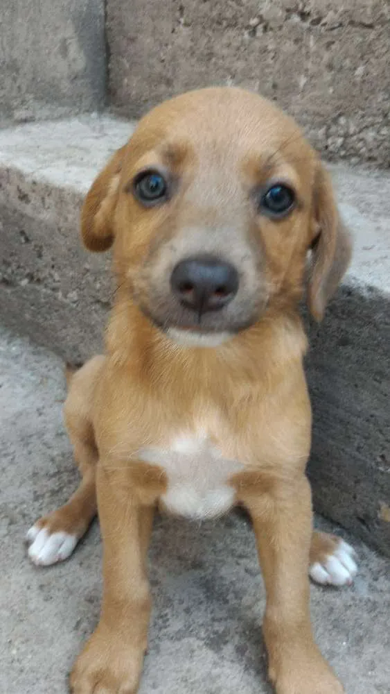 Cachorro ra a SRD idade 2 a 6 meses nome sem nome