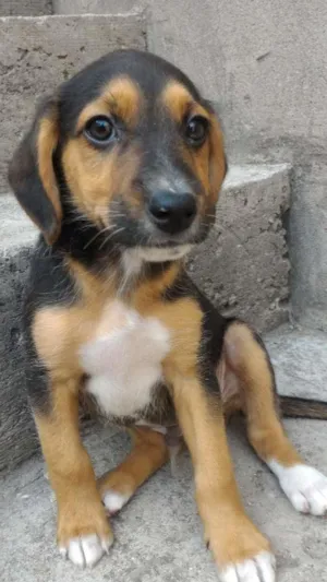 Cachorro raça srd idade 2 a 6 meses nome sem nome