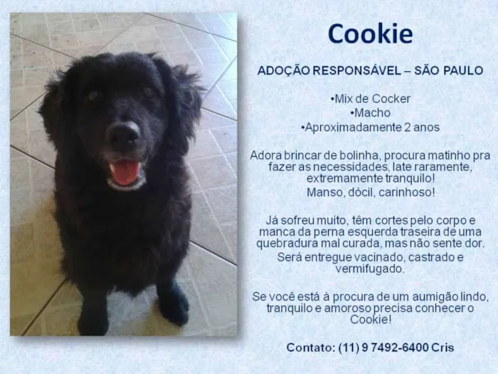 Cachorro ra a Mix Cocker idade 2 anos nome Cookie