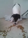 Molly