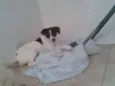 Molly