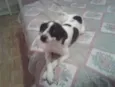 Molly