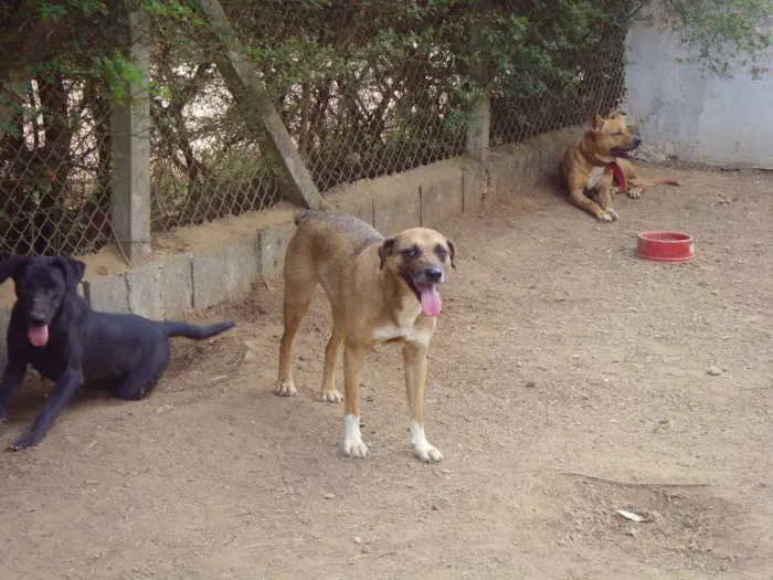 Cachorro ra a SRD idade 3 anos nome Garoto