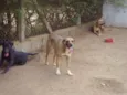 Garoto