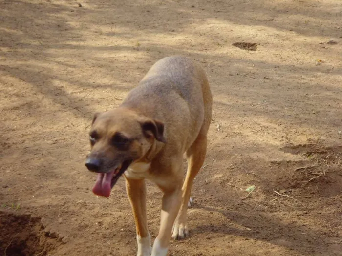 Cachorro ra a SRD idade 3 anos nome Garoto