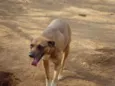 Garoto