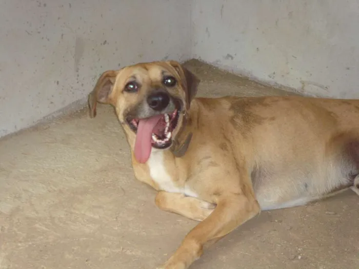 Cachorro ra a SRD idade 3 anos nome Garoto