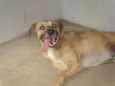 Garoto