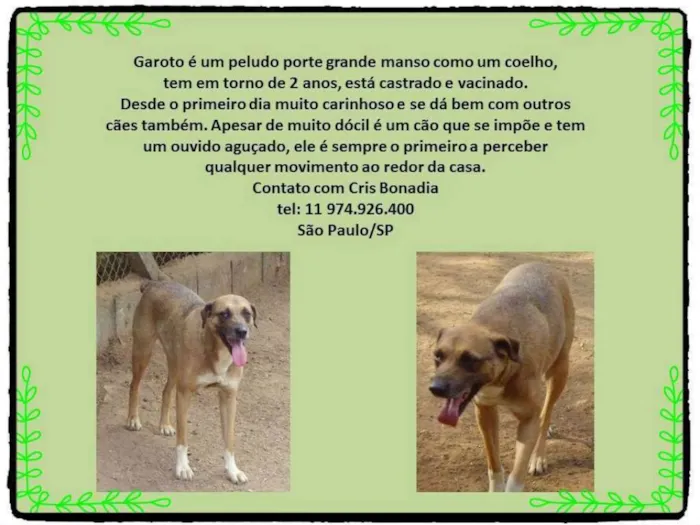 Cachorro ra a SRD idade 3 anos nome Garoto