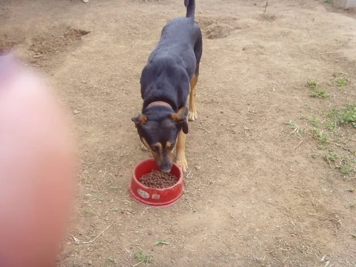 Cachorro ra a SRD idade 5 anos nome Sissi