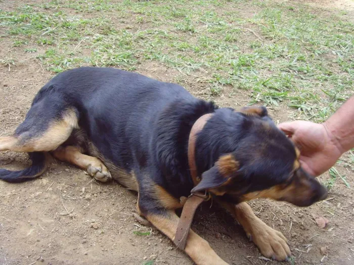 Cachorro ra a SRD idade 5 anos nome Sissi