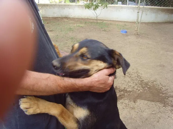 Cachorro ra a SRD idade 5 anos nome Sissi