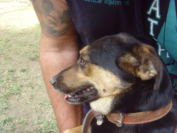 Cachorro ra a SRD idade 5 anos nome Sissi