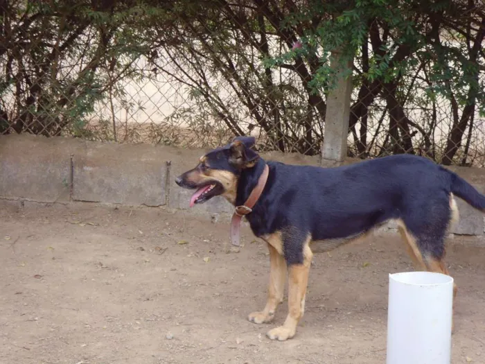 Cachorro ra a SRD idade 5 anos nome Sissi