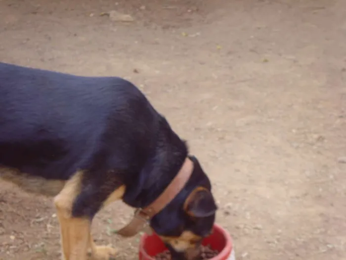 Cachorro ra a SRD idade 5 anos nome Sissi