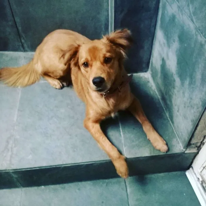 Cachorro ra a vira lata  idade 7 a 11 meses nome Krypto