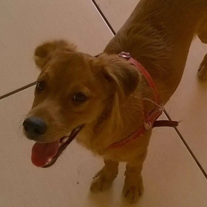 Cachorro ra a vira lata  idade 7 a 11 meses nome Krypto