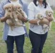 Fofuchos (Labrador)