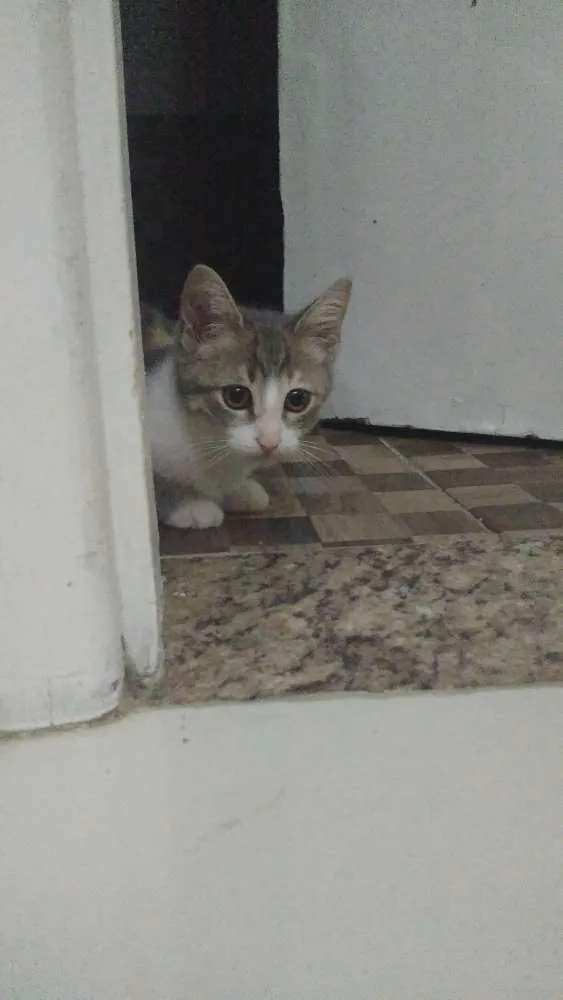 Gato raça Não sei  idade 2 a 6 meses nome Luninha 