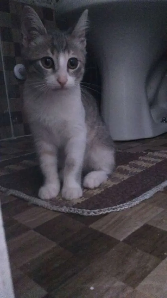 Gato raça Não sei  idade 2 a 6 meses nome Luninha 