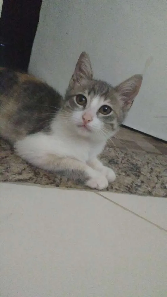 Gato raça Não sei  idade 2 a 6 meses nome Luninha 