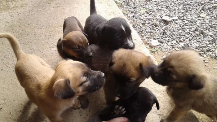 Cachorro ra a Vira lata idade 2 a 6 meses nome Sem nomes