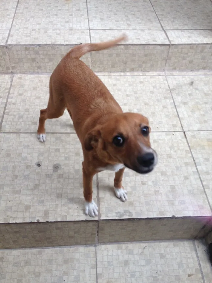 Cachorro raça Vira lata  idade 7 a 11 meses nome Costela