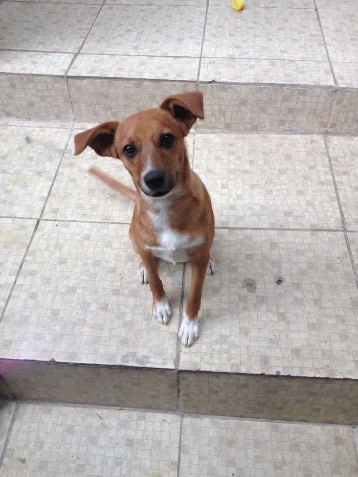 Cachorro raça Vira lata  idade 7 a 11 meses nome Costela