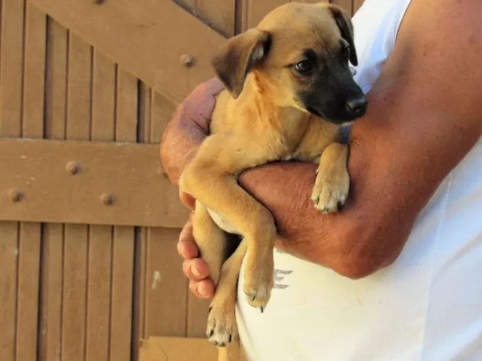 Cachorro ra a SRD idade 2 a 6 meses nome MEL