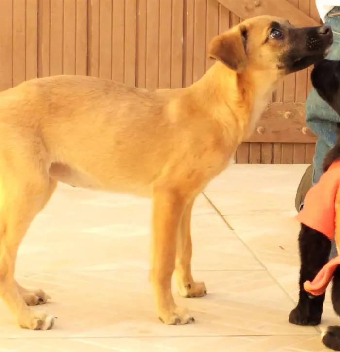 Cachorro ra a SRD idade 2 a 6 meses nome MEL