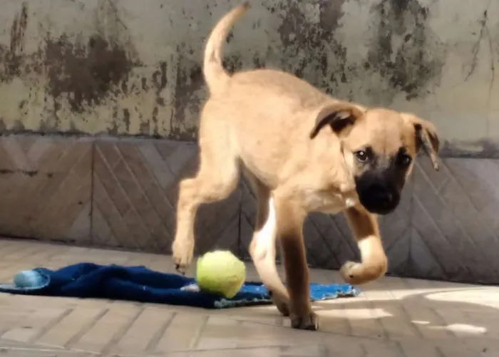 Cachorro ra a SRD idade 2 a 6 meses nome MEL